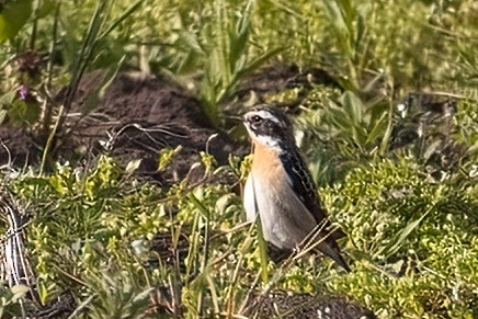 Whinchat - A W