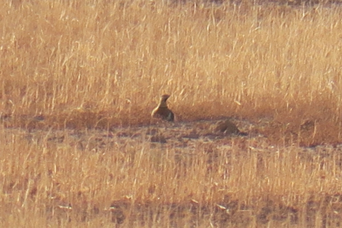 Pin-tailed Sandgrouse (Iberian) - ML617939199