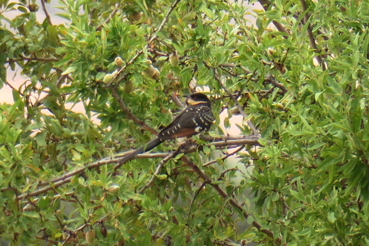Great Spotted Cuckoo - ML617939222