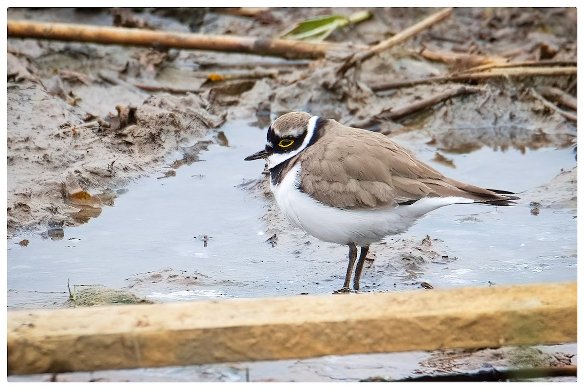Little Ringed Plover - A W