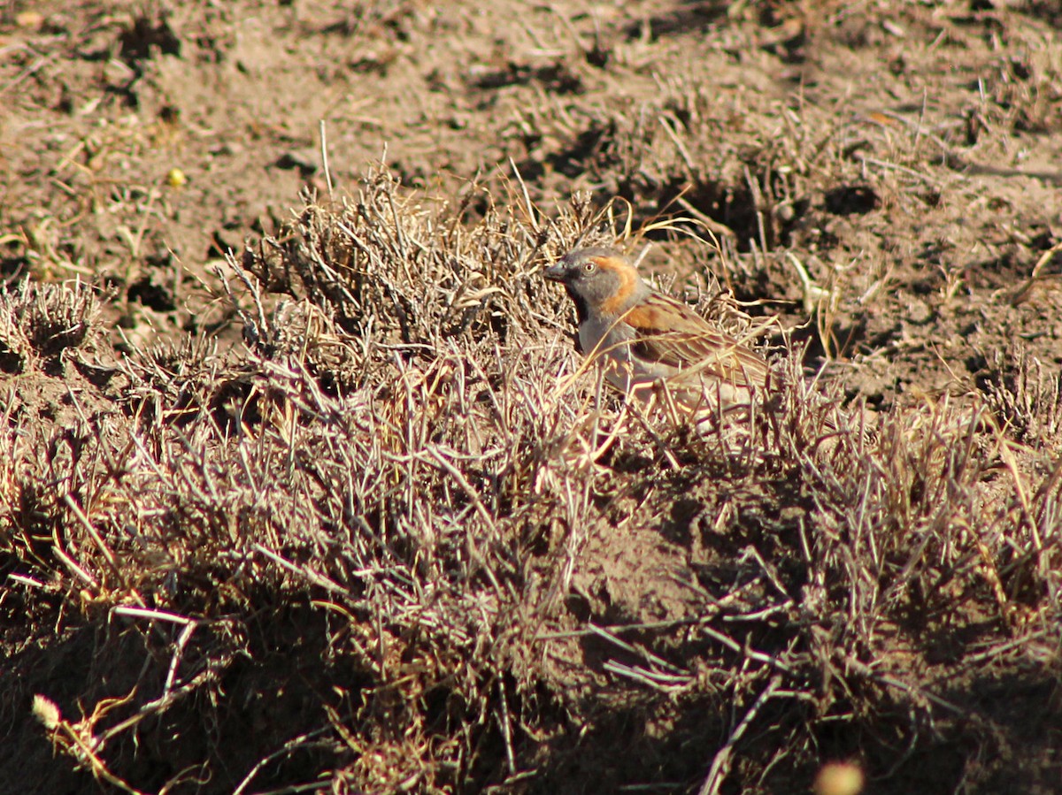 Kenya Rufous Sparrow - ML617939243