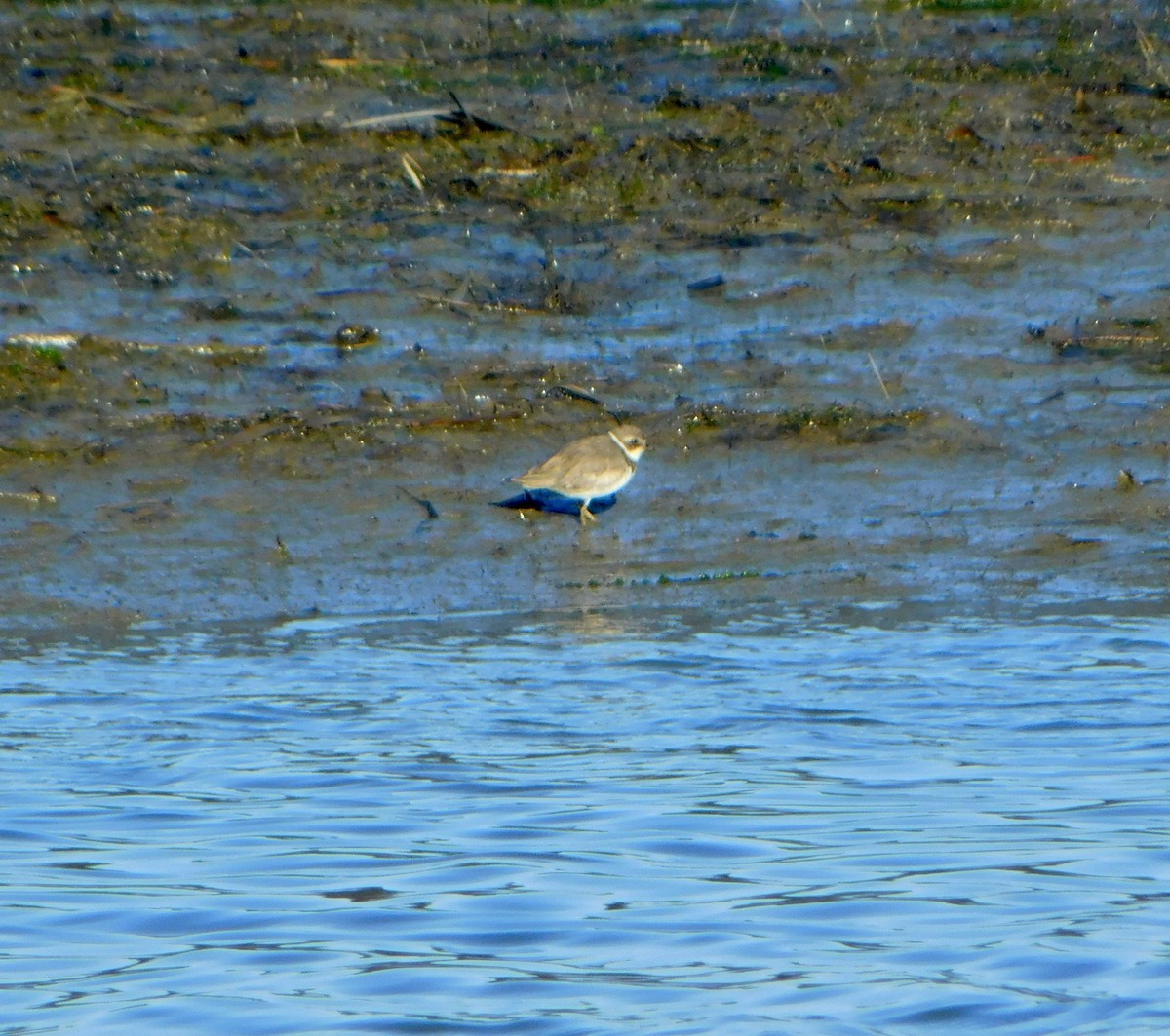 Semipalmated Plover - ML617939247