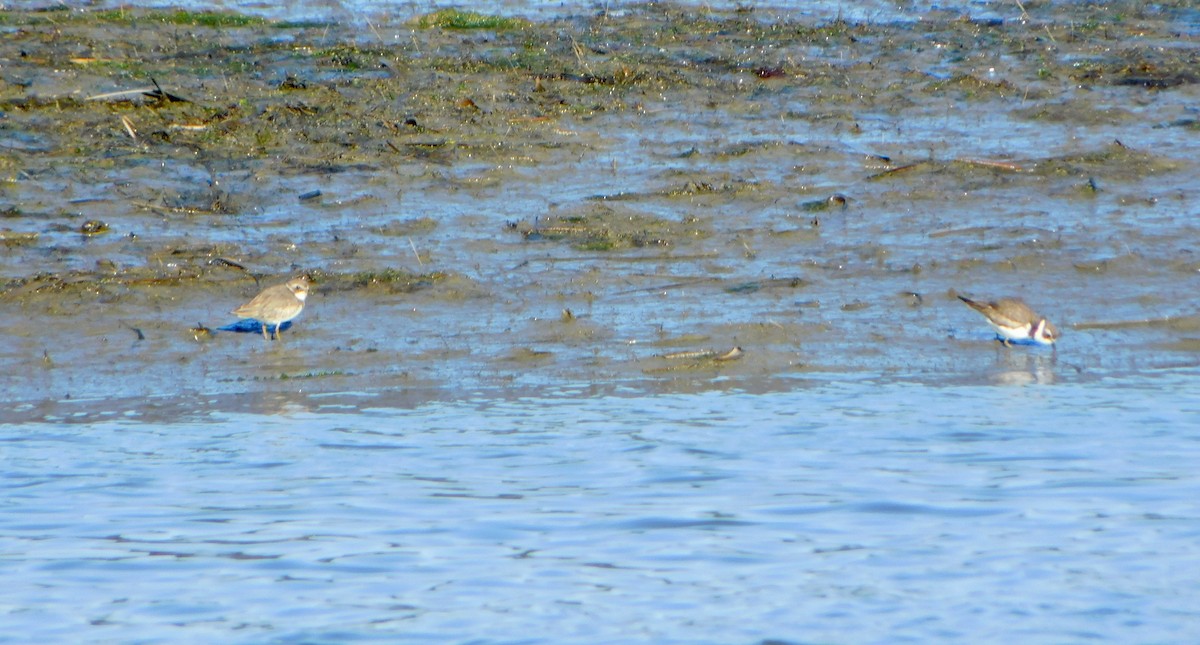Semipalmated Plover - ML617939248