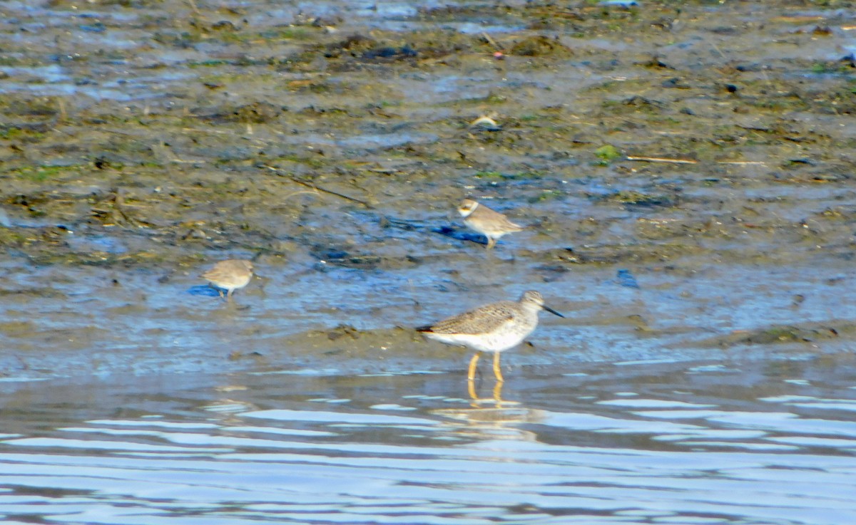 Semipalmated Plover - ML617939249