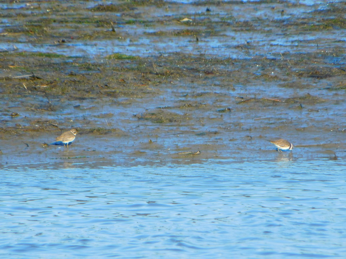 Semipalmated Plover - ML617939251