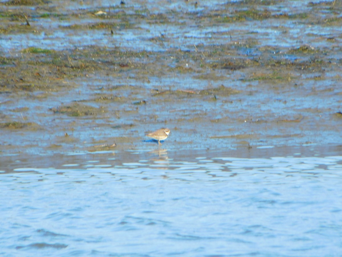 Semipalmated Plover - ML617939252