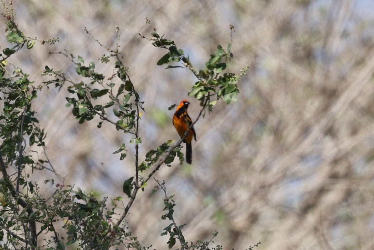 Spot-breasted Oriole - ML617939269