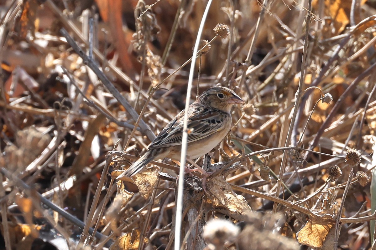 Grasshopper Sparrow - ML617939285