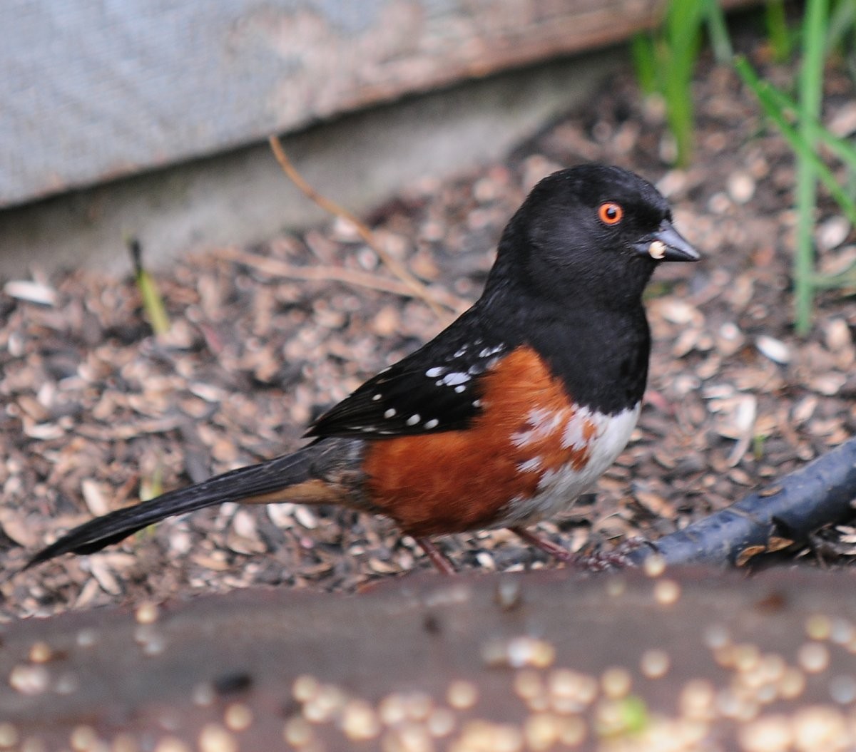 Spotted Towhee - ML617939368