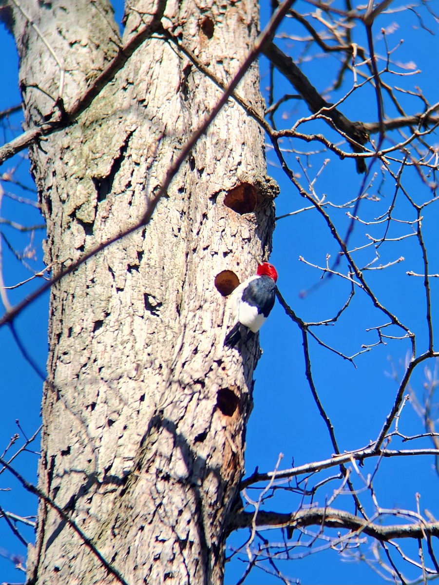 Red-headed Woodpecker - ML617939371