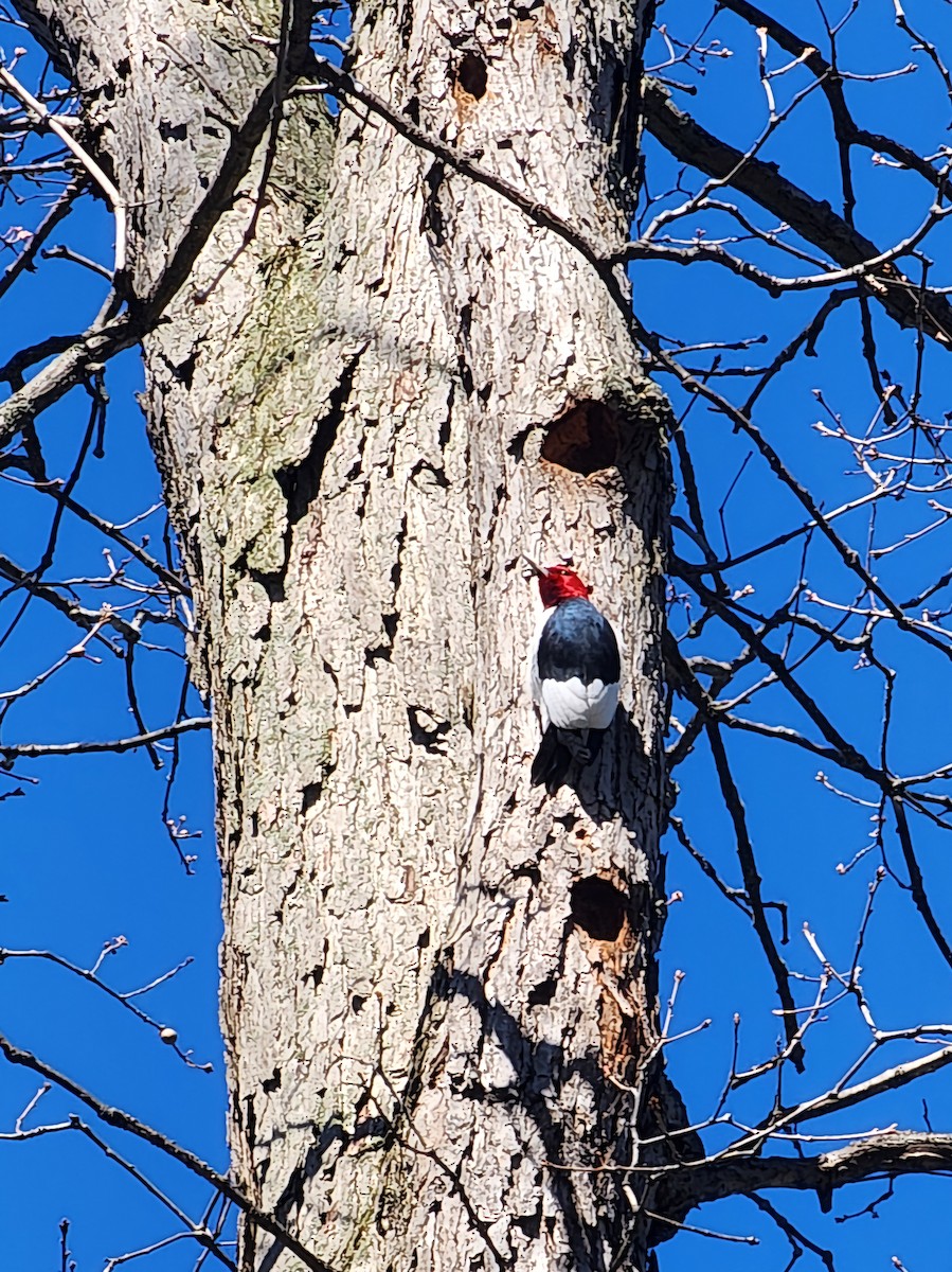 Red-bellied Woodpecker - ML617939372