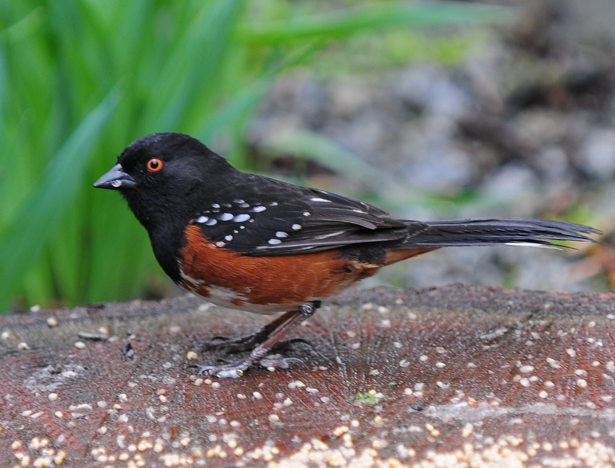 Spotted Towhee - ML617939376