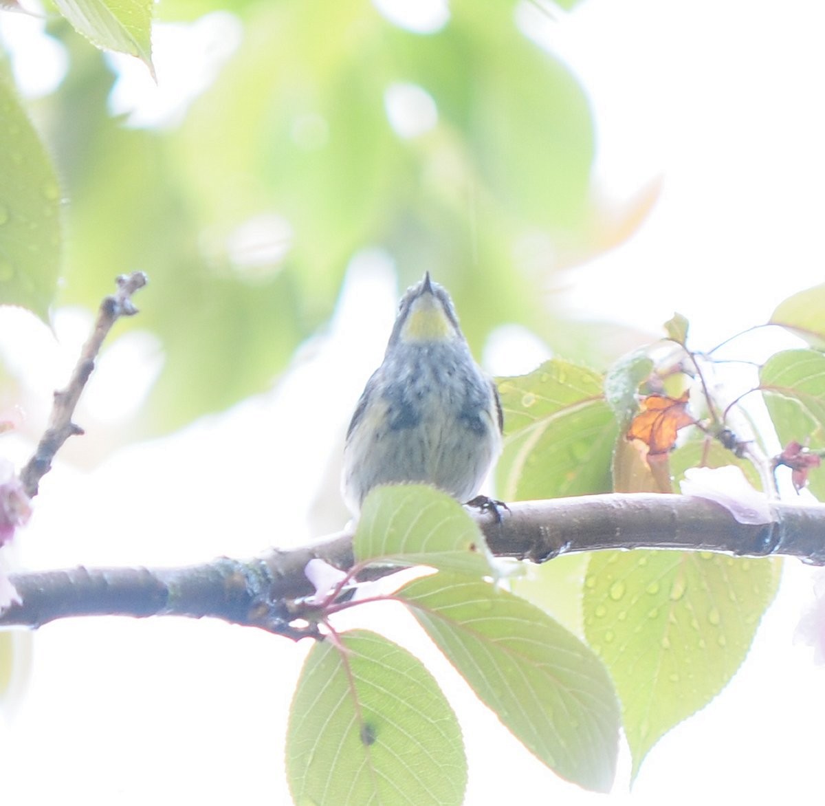 Yellow-rumped Warbler (Audubon's) - ML617939381