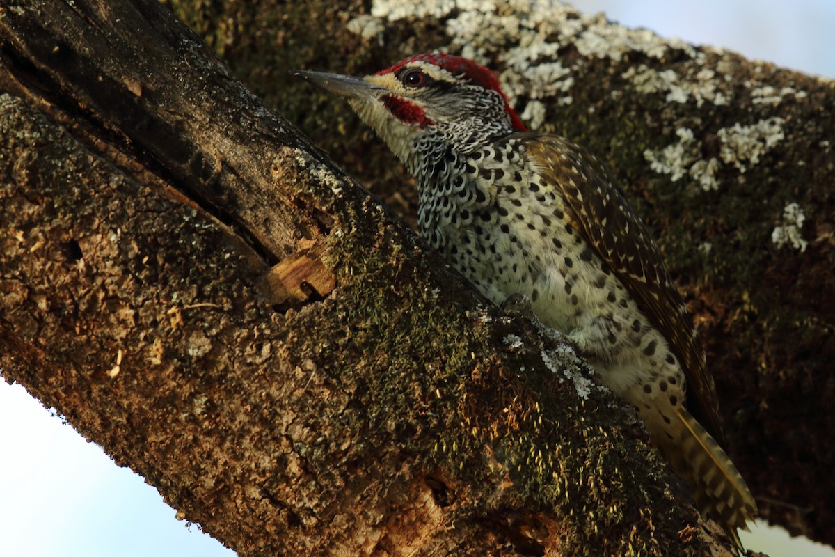 Nubian Woodpecker - ML617939386