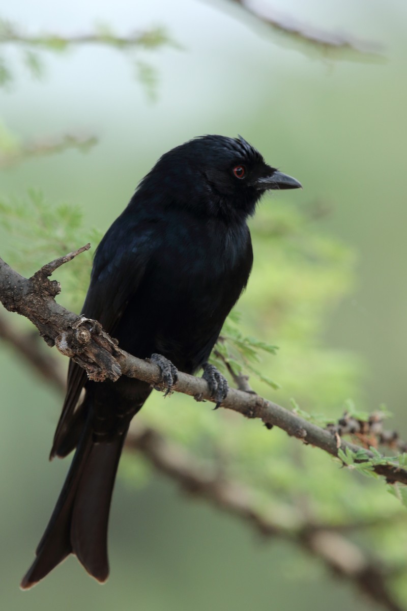 Fork-tailed Drongo - Andrey Mikhaylov