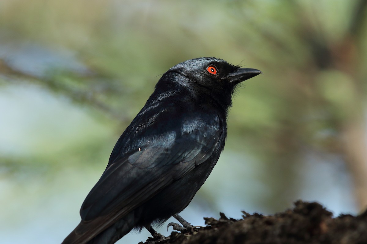 Fork-tailed Drongo - ML617939410