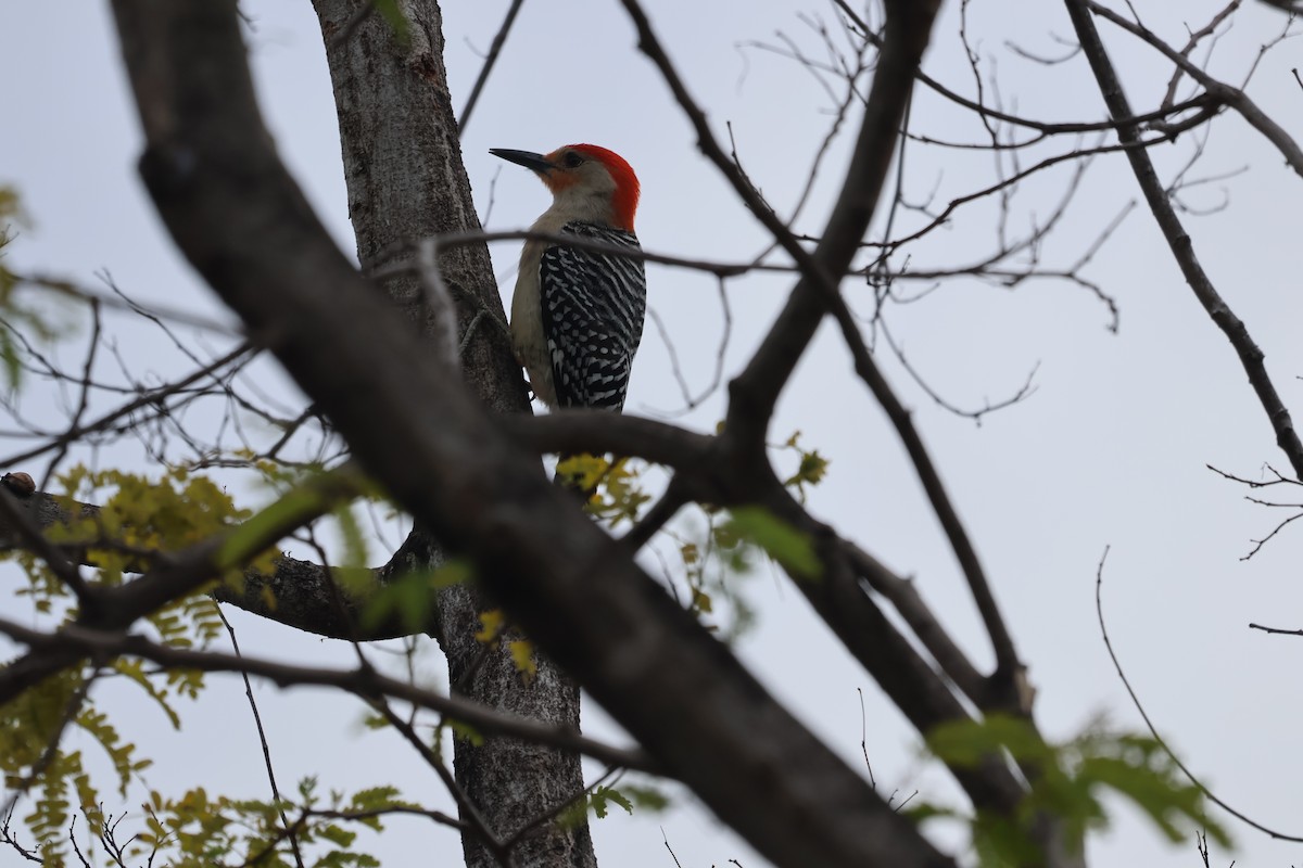 Red-bellied Woodpecker - Tania Robitaille