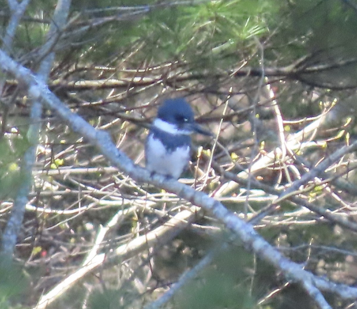 Belted Kingfisher - ML617939474