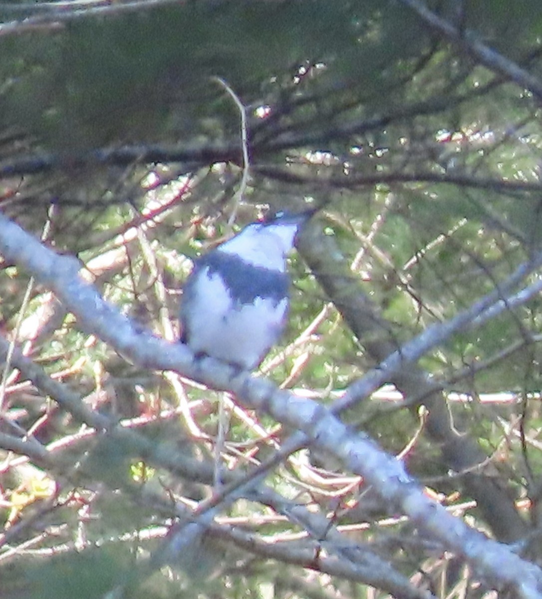 Belted Kingfisher - ML617939475