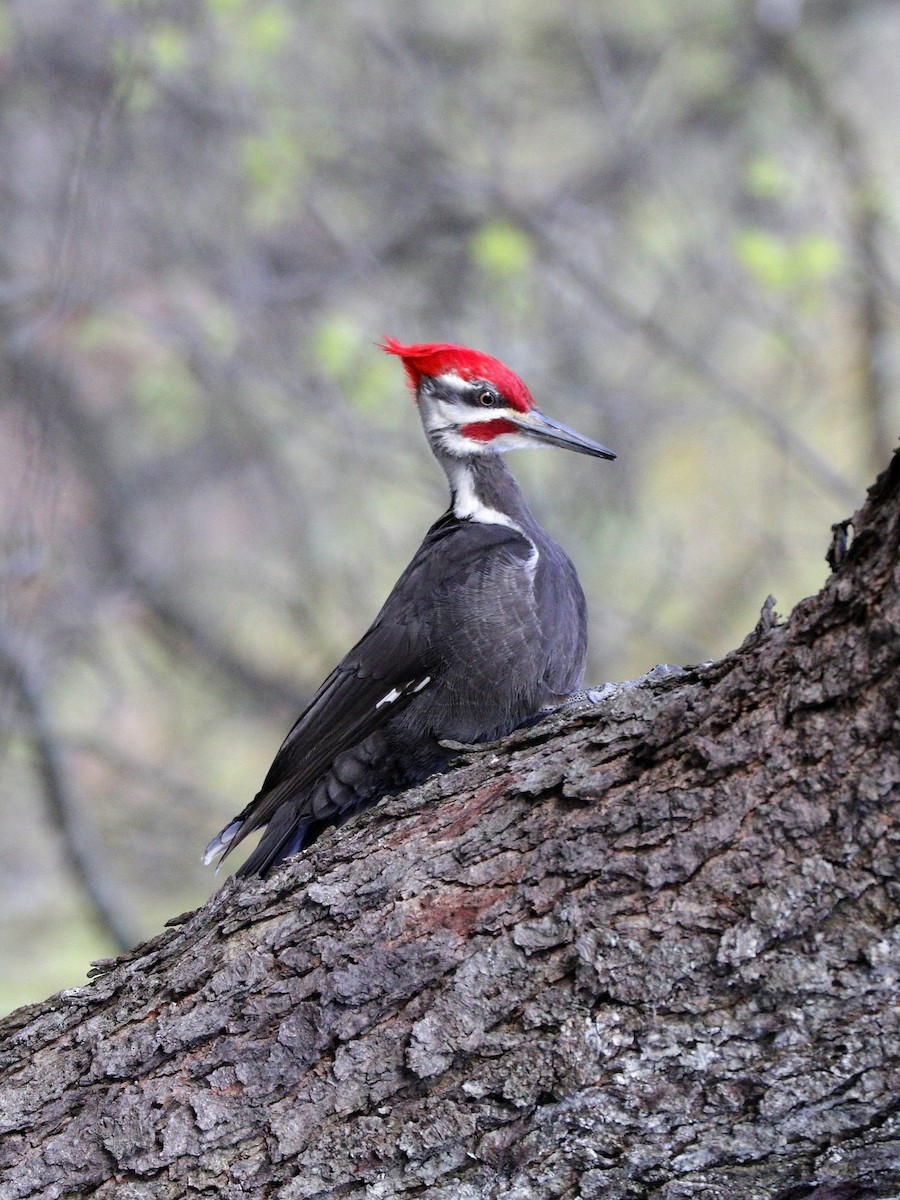 Pileated Woodpecker - ML617939481