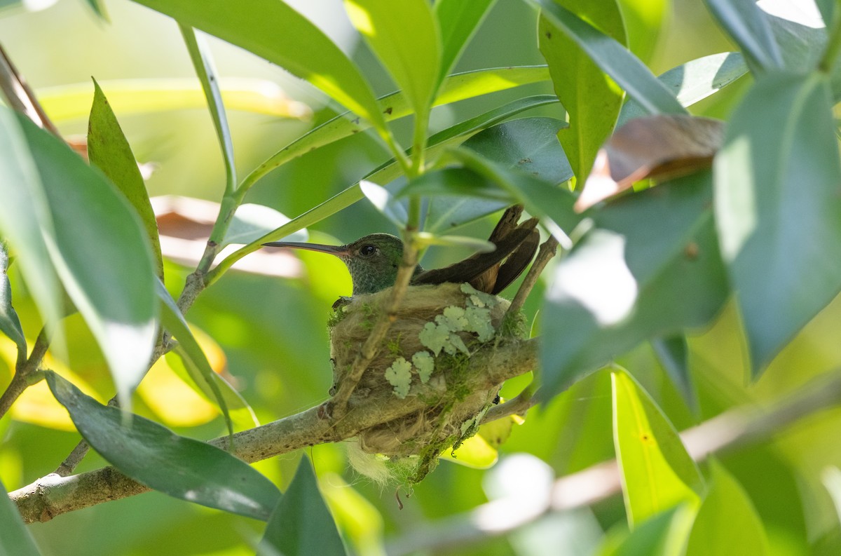 Rufous-tailed Hummingbird - Simon Boivin