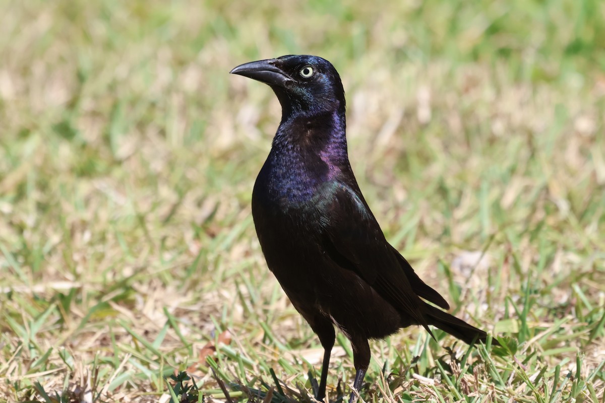 Common Grackle - Tania Robitaille