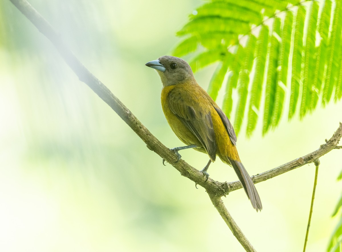 Scarlet-rumped Tanager - ML617939508