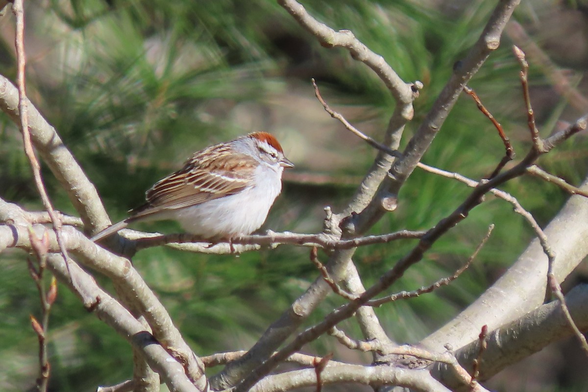 Chipping Sparrow - ML617939520