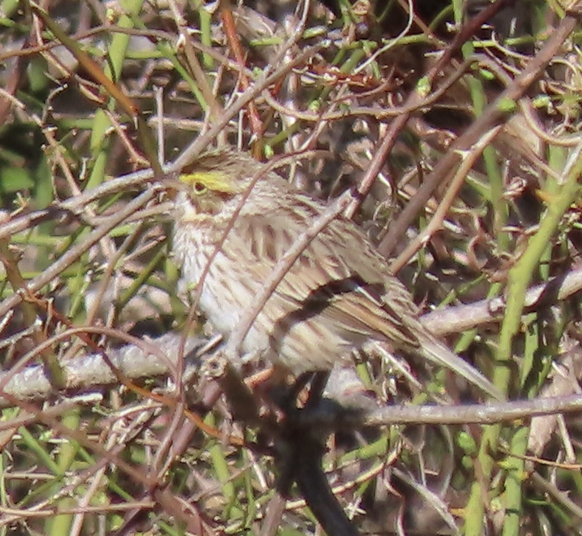 Savannah Sparrow - ML617939535