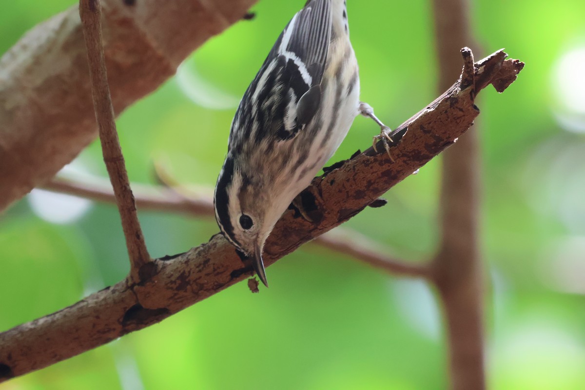 Black-and-white Warbler - ML617939545