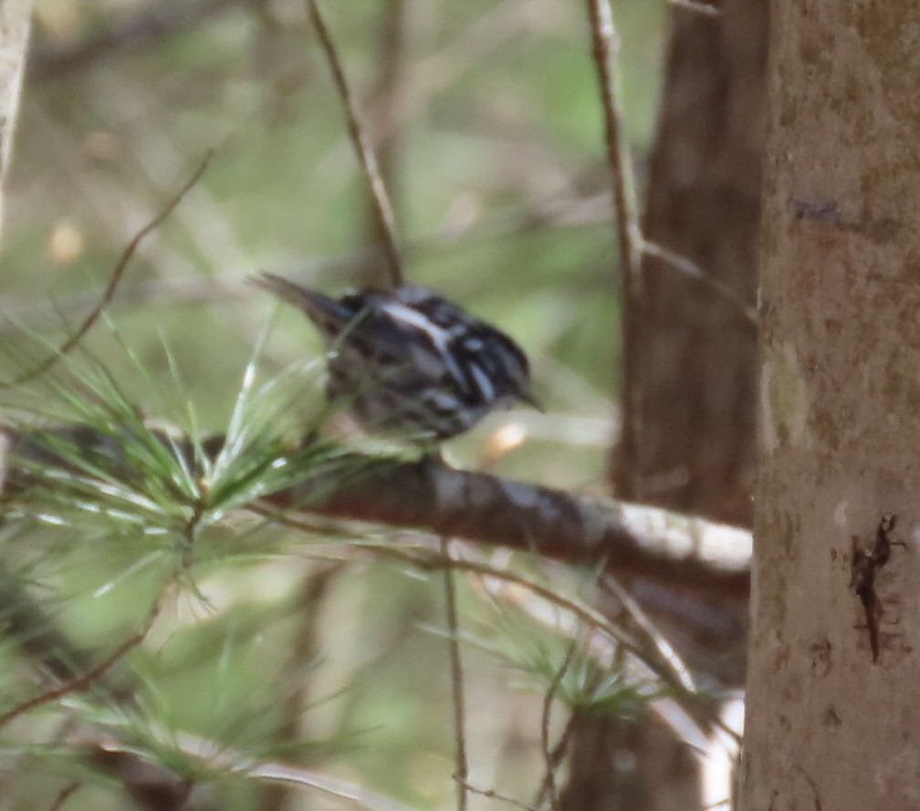 Black-and-white Warbler - ML617939575