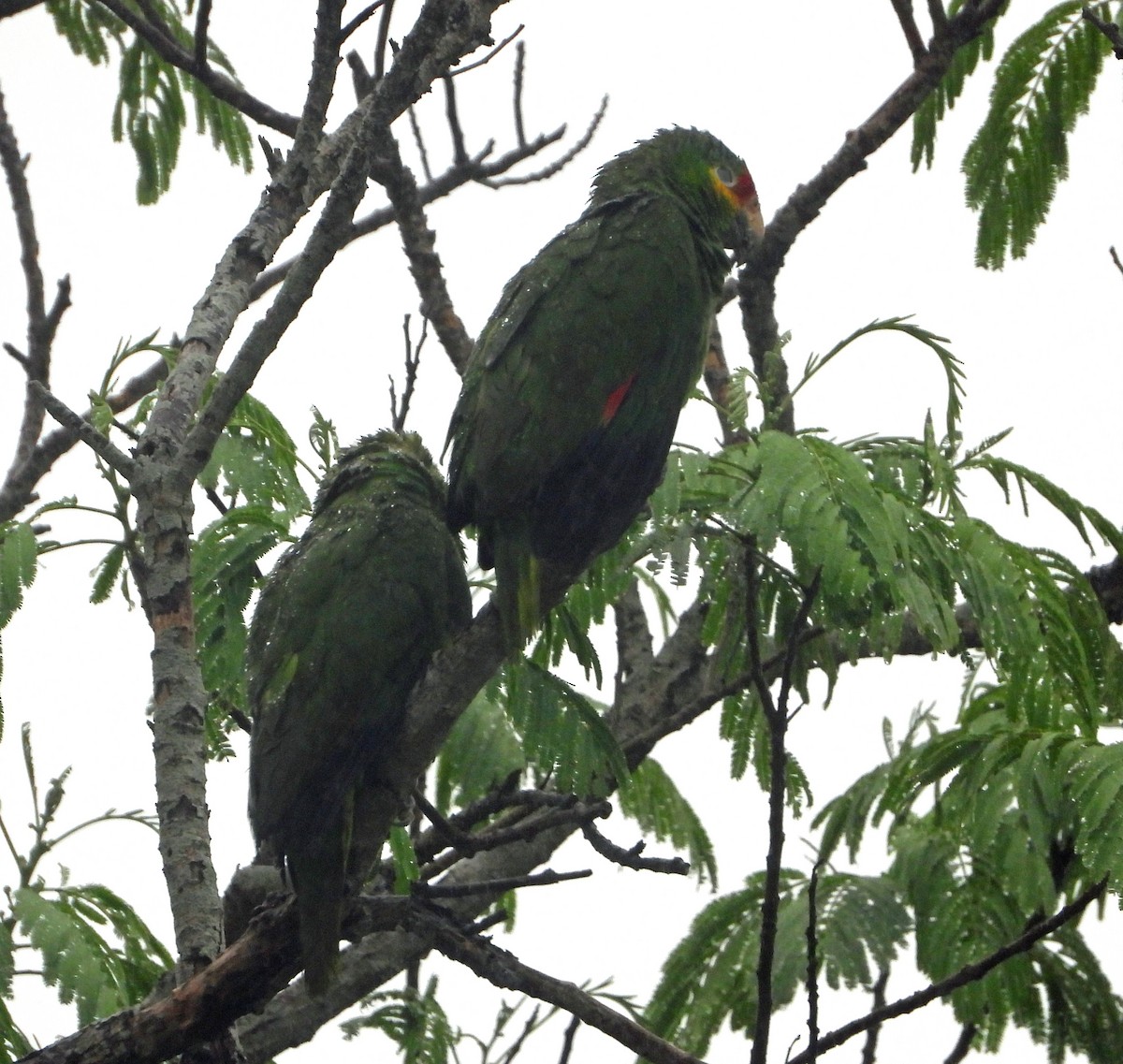 Red-lored Parrot - ML617939581