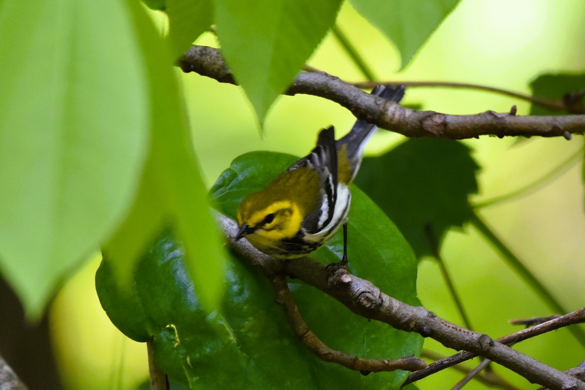 Black-throated Green Warbler - ML617939624