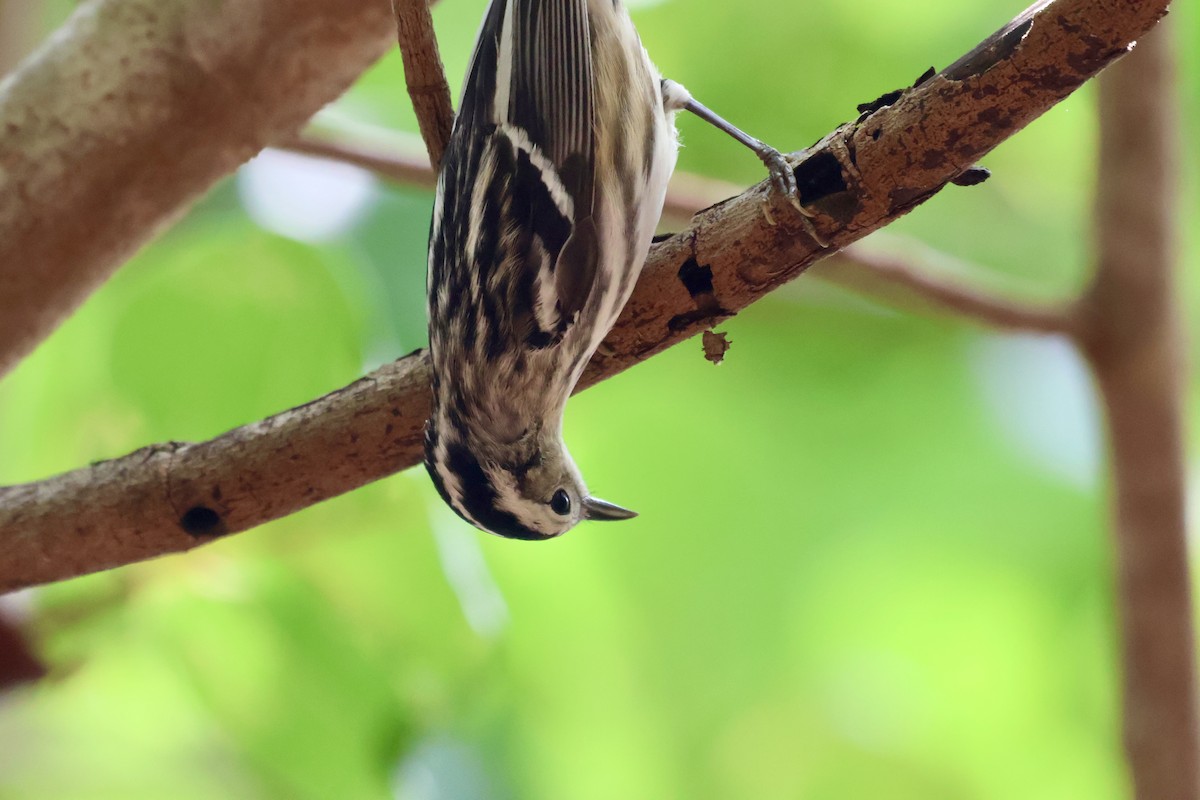 Black-and-white Warbler - ML617939636
