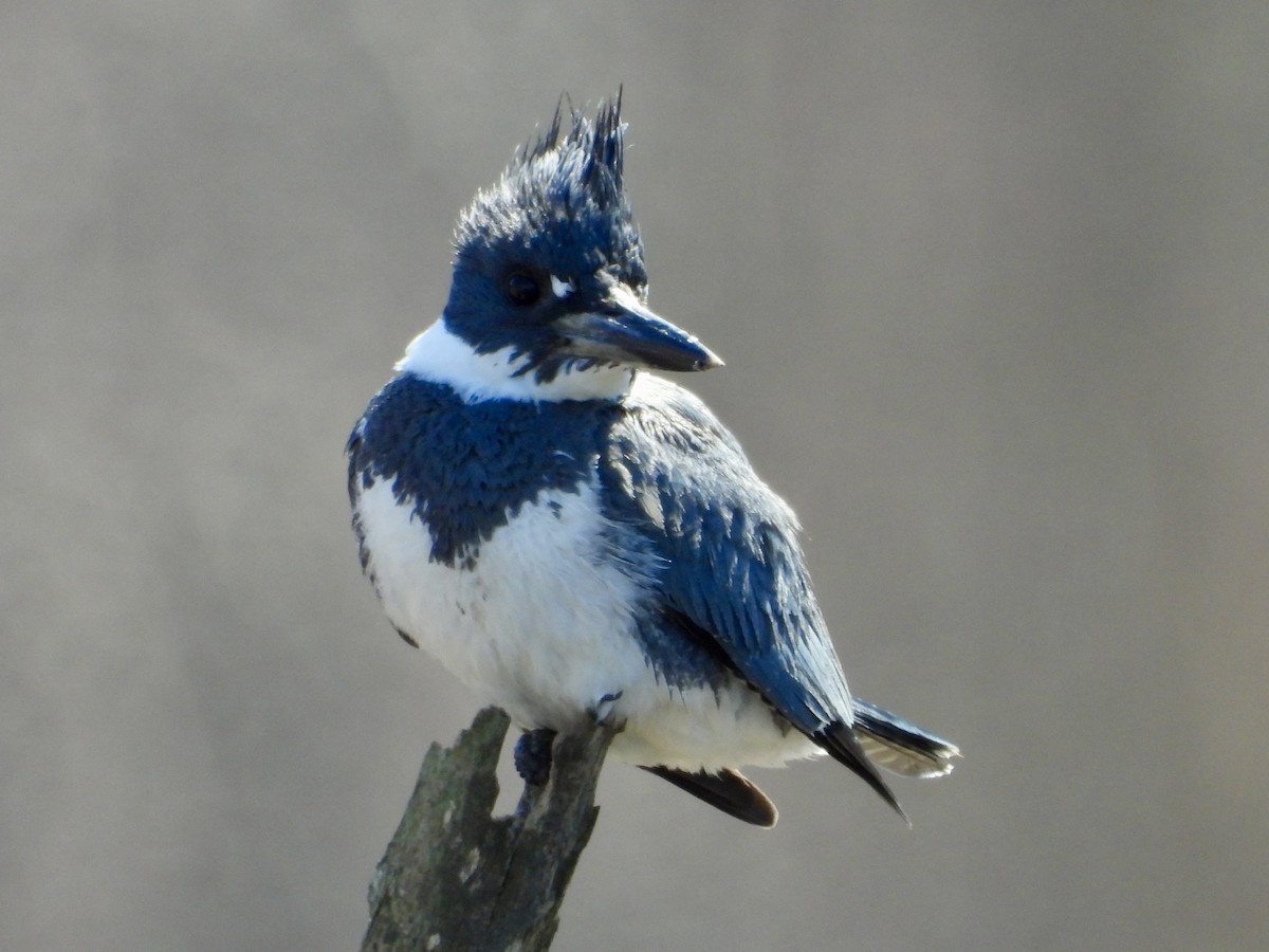 Belted Kingfisher - ML617939652