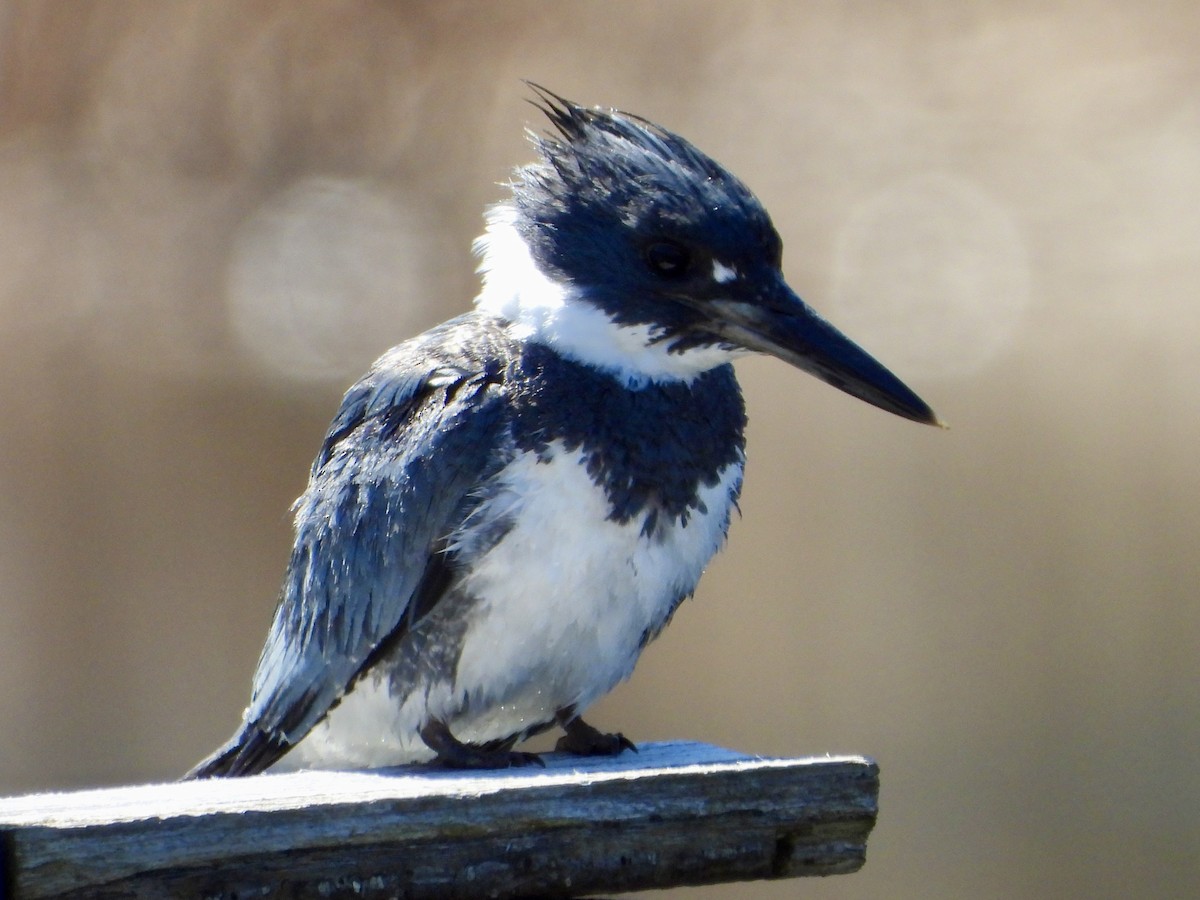 Belted Kingfisher - ML617939654