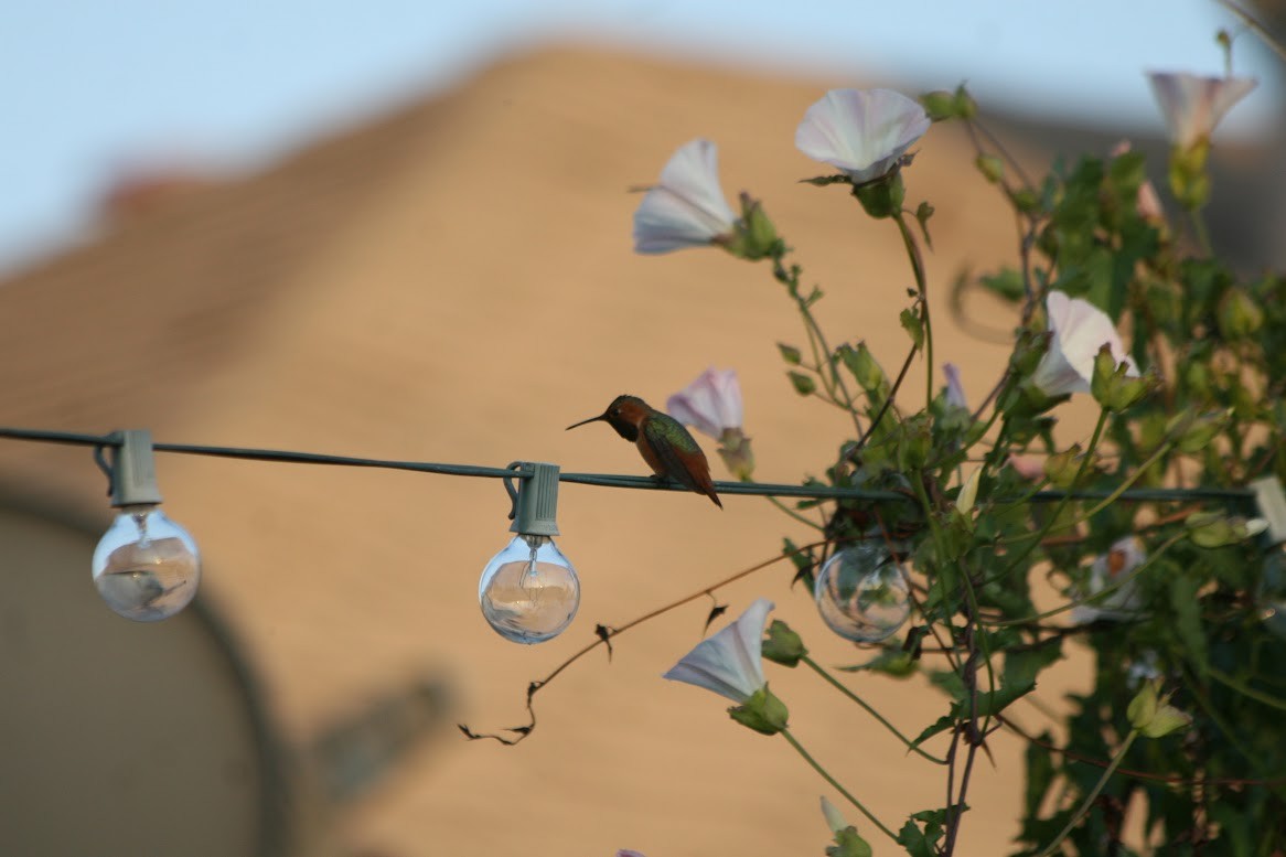 Allen's Hummingbird - Henry Marschall