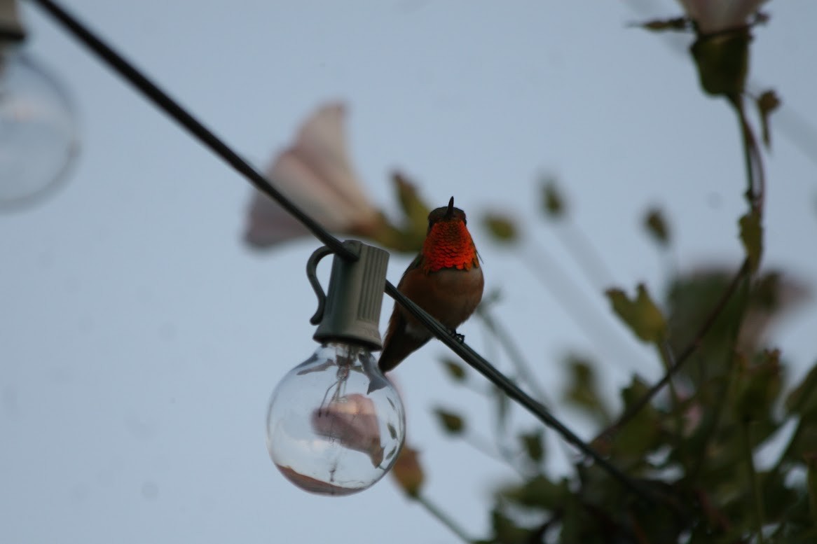 Allen's Hummingbird - Henry Marschall