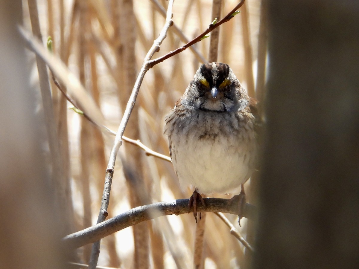 White-throated Sparrow - ML617939701