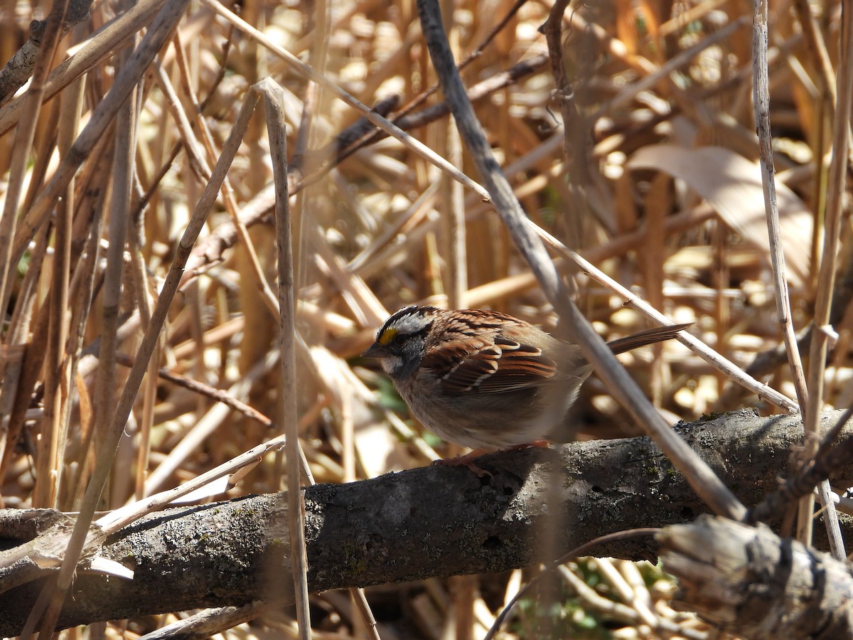 White-throated Sparrow - Sophie Bourdages