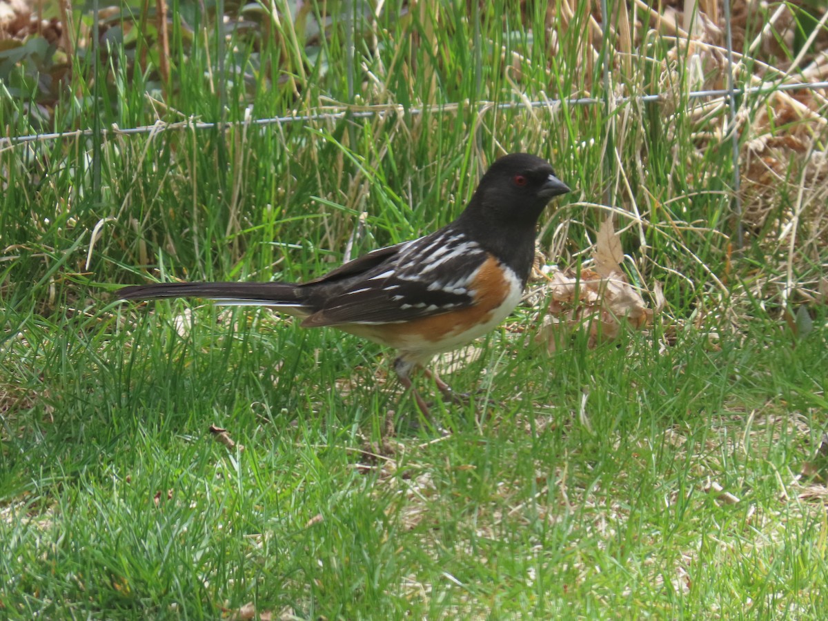 Spotted Towhee - ML617939706