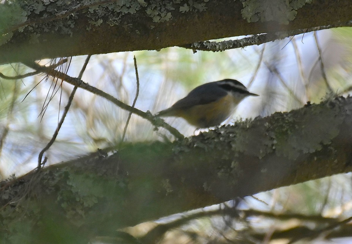 Red-breasted Nuthatch - ML617939709