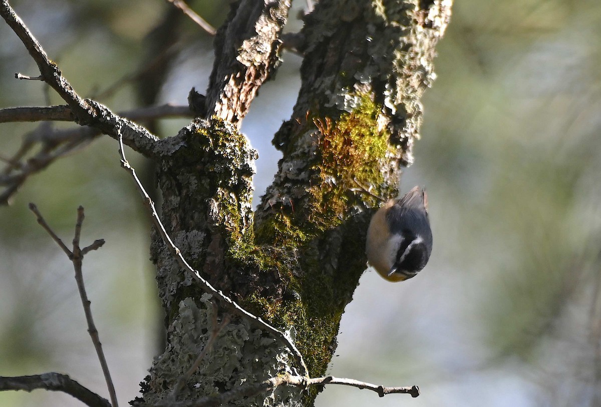 Red-breasted Nuthatch - ML617939711