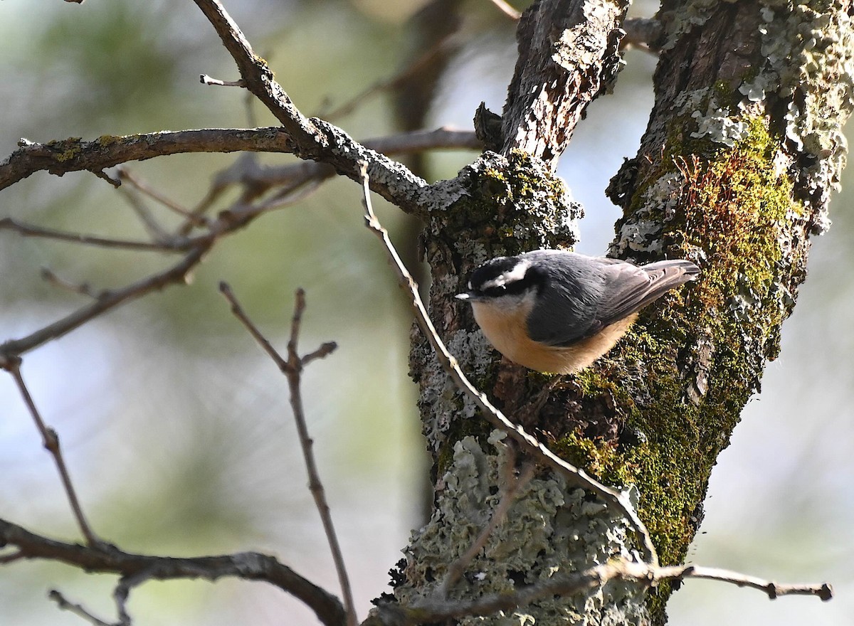 Red-breasted Nuthatch - ML617939712