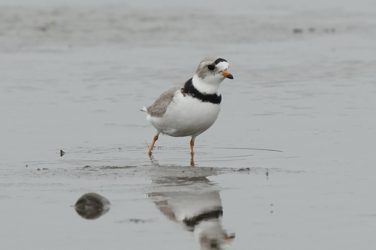 Piping Plover - ML617939713