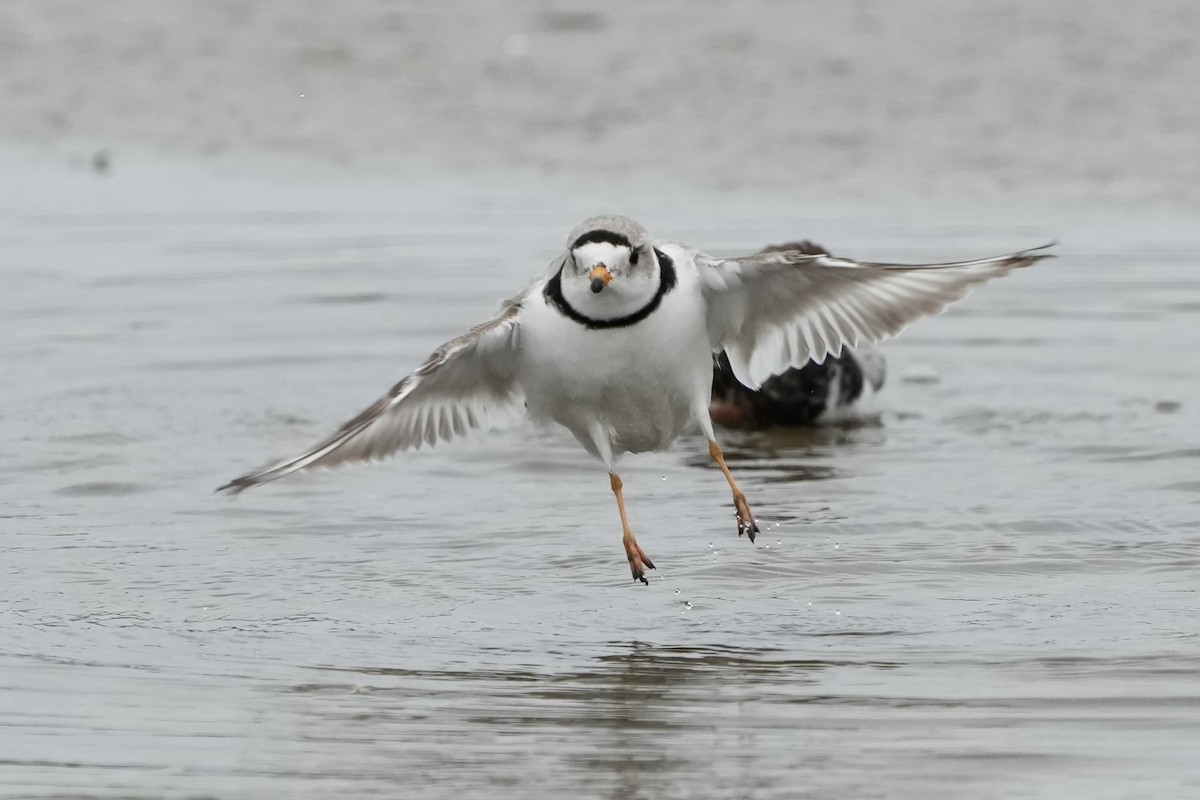 Piping Plover - ML617939714
