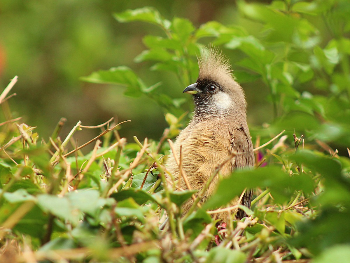 Speckled Mousebird - ML617939726