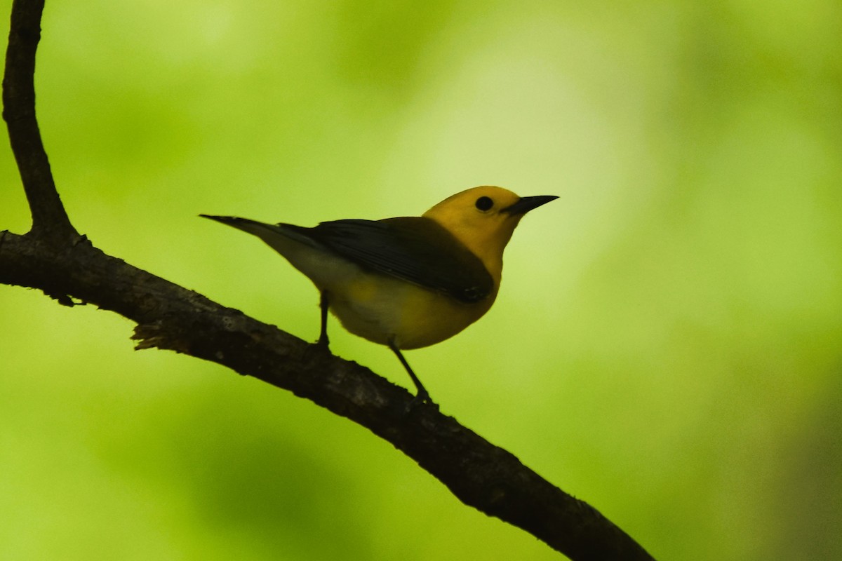 Prothonotary Warbler - ML617939818