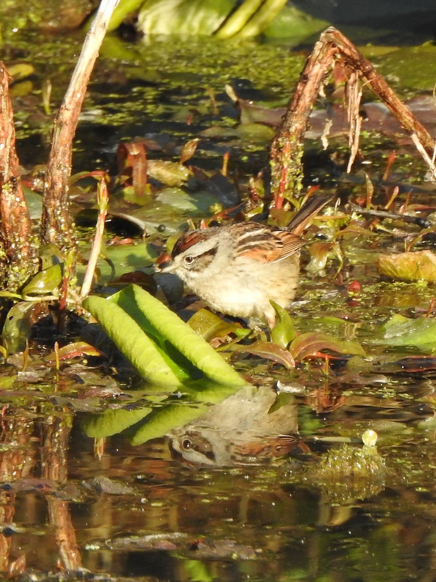 Swamp Sparrow - ML617939854