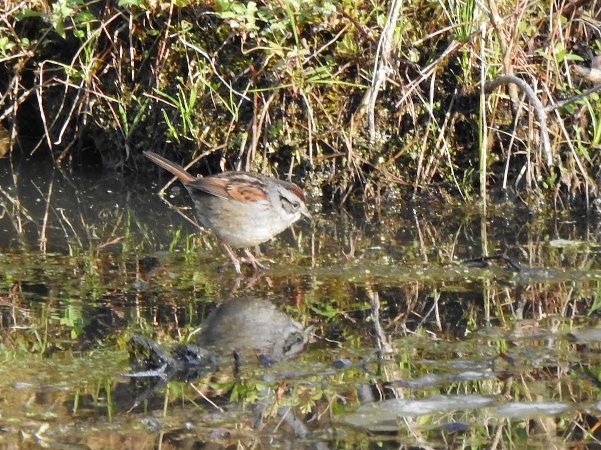 Swamp Sparrow - ML617939855